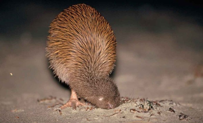 Птица киви в Австралии