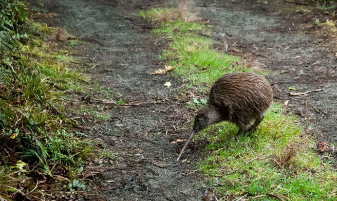Отряд Кивиобразные (киви)