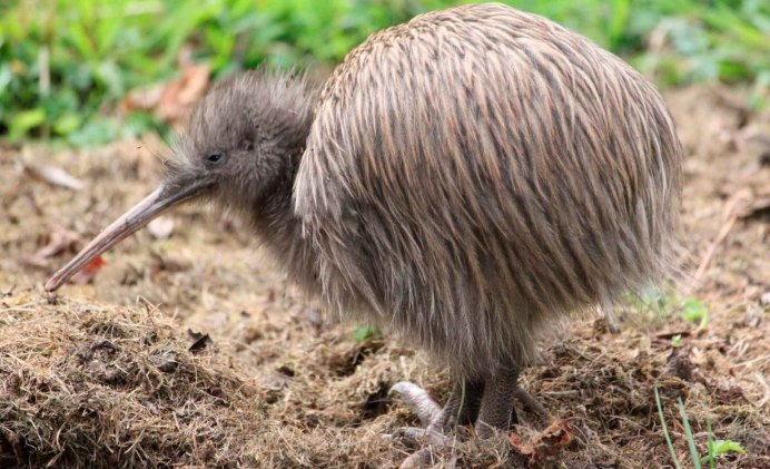 Птица киви новая Зеландия
