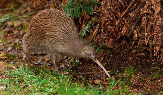 Птица киви новая Зеландия