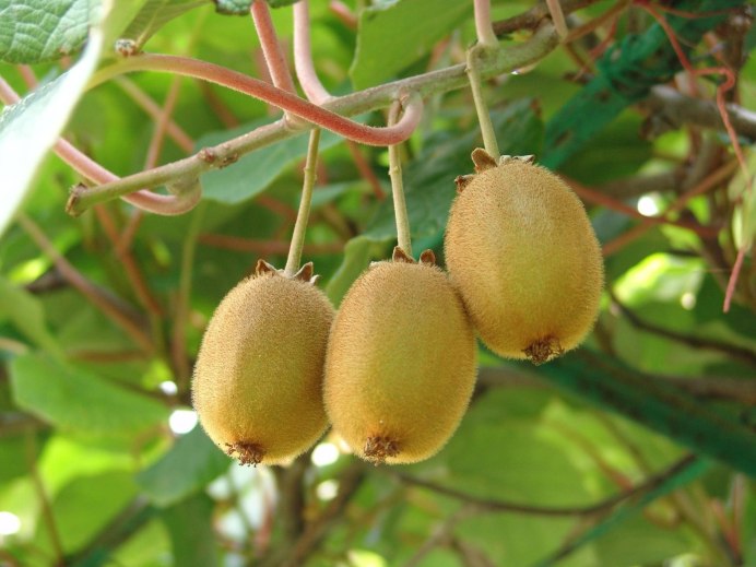 Киви Австралия