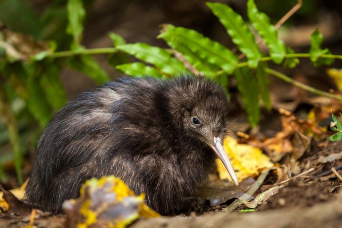 Вибриссы птицы киви