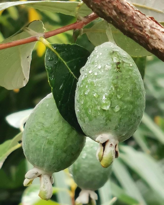 Птица киви новая Зеландия