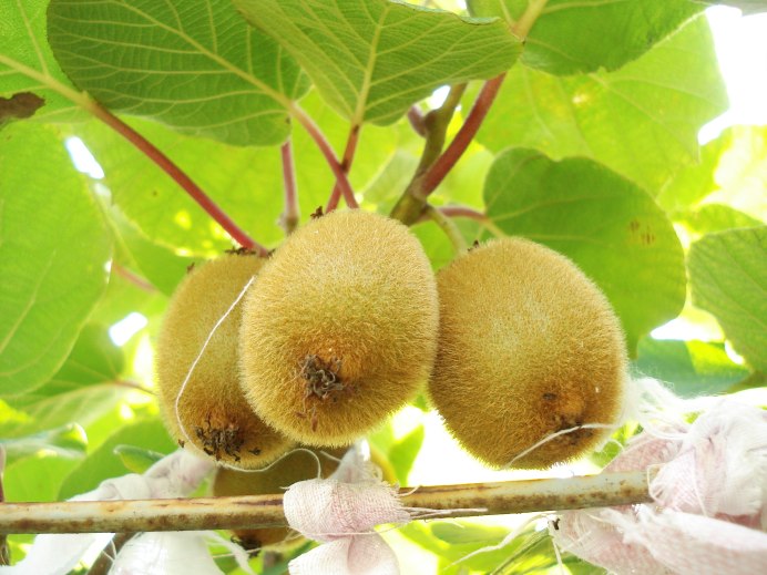 Птица киви новая Зеландия