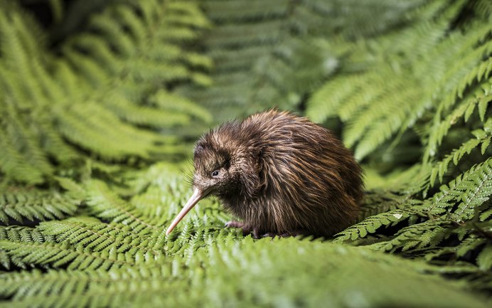 Птица киви новая Зеландия