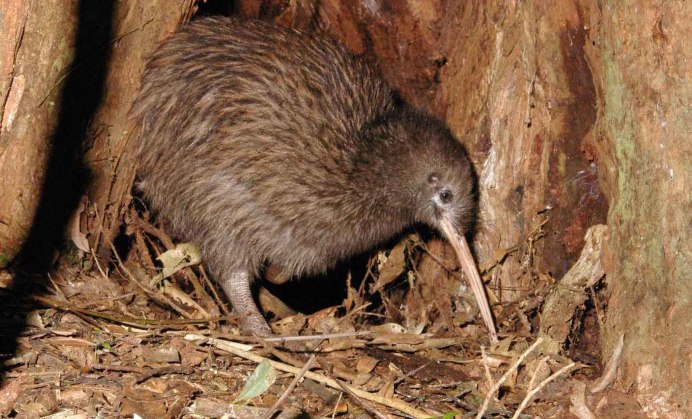 Нелетающие птицы киви