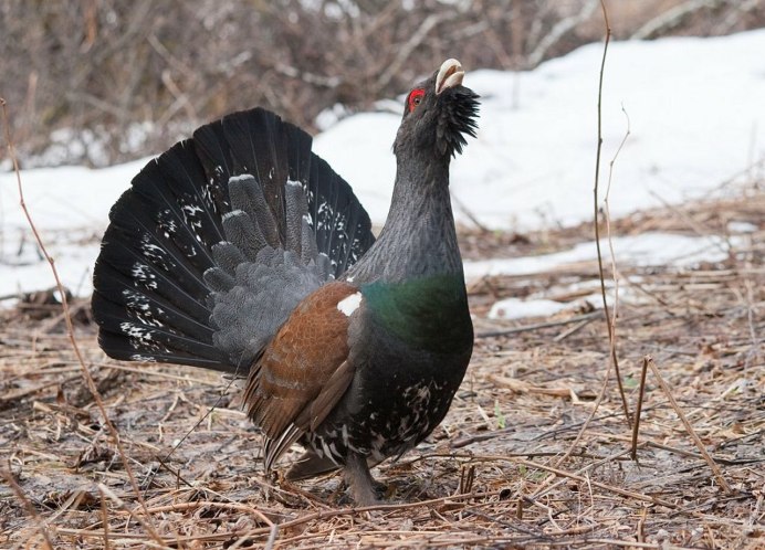 Птицы Глухарь тетерев