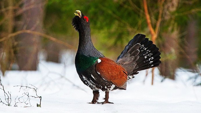 Глухарь (Tetrao urogallus)