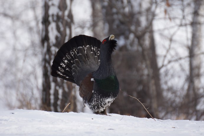 Курообразные Глухарь