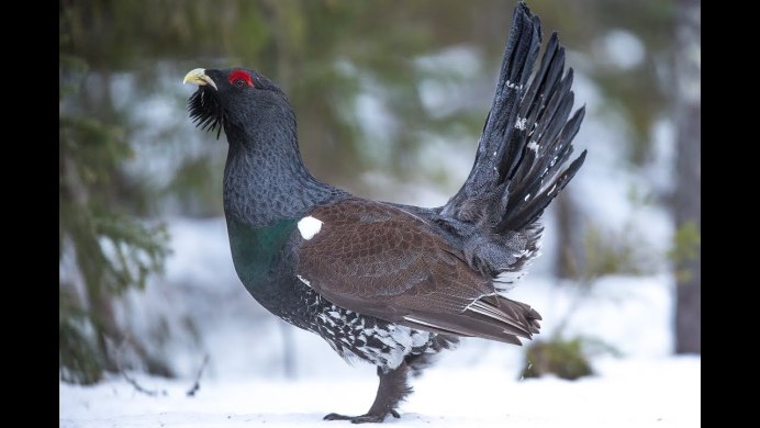 Глухарь (Tetrao urogallus)