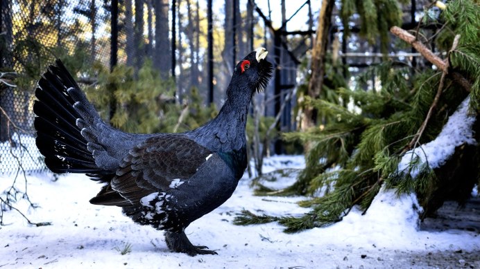 Глухарь - Capercaillie