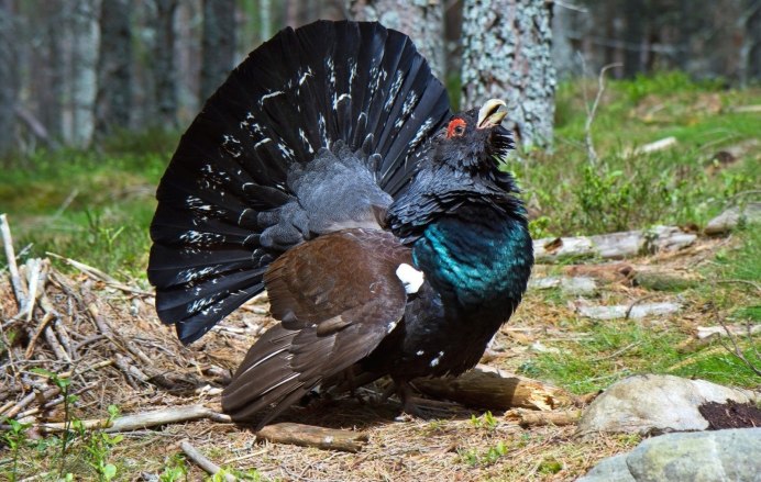 Ильменский заповедник Глухарь
