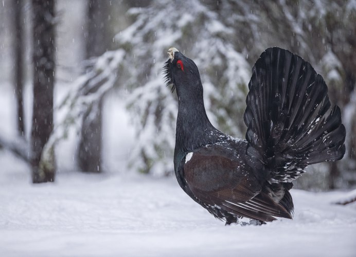 Глухарь Косач