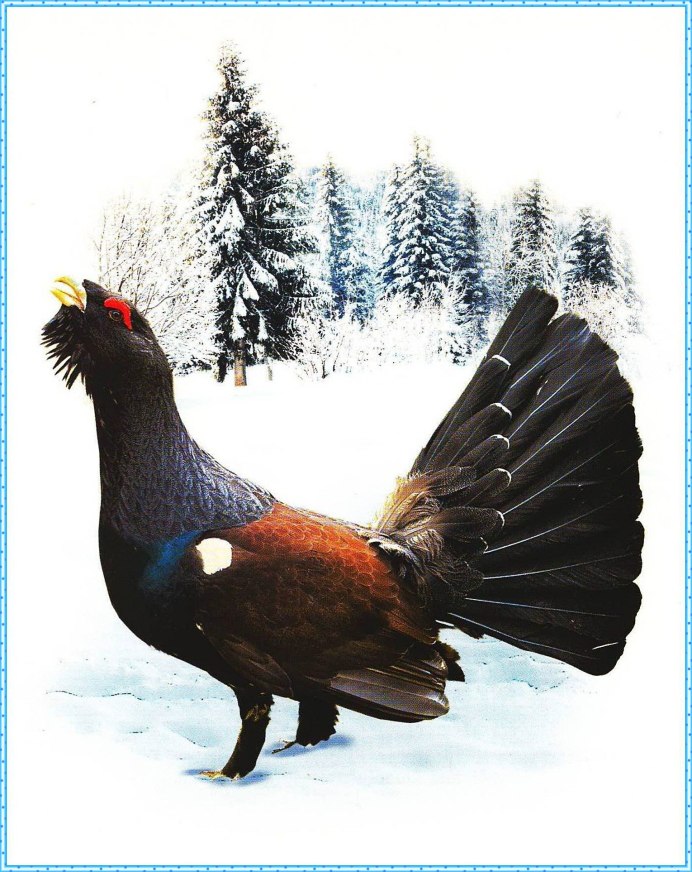 Обыкновенный Глухарь