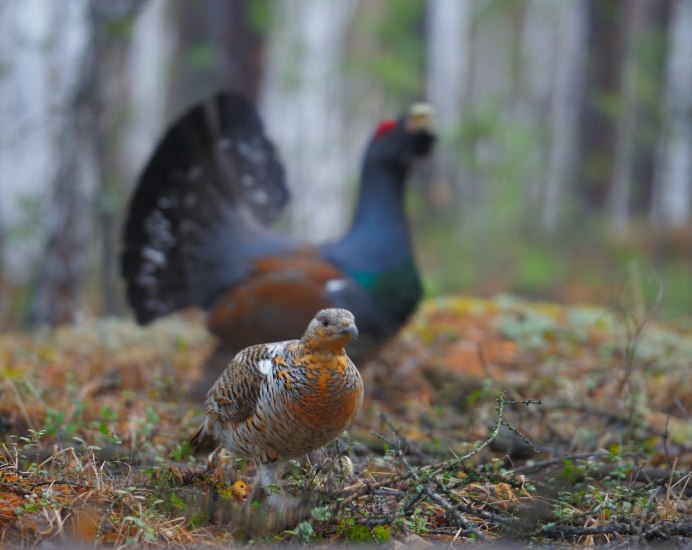 Глухарь (Tetrao urogallus)