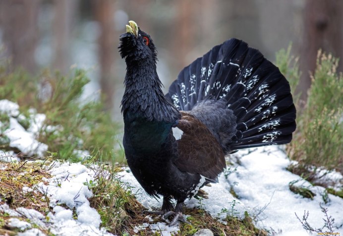 Нижнесвирский заповедник Глухарь