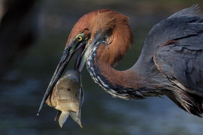 Цапля Голиаф и человек