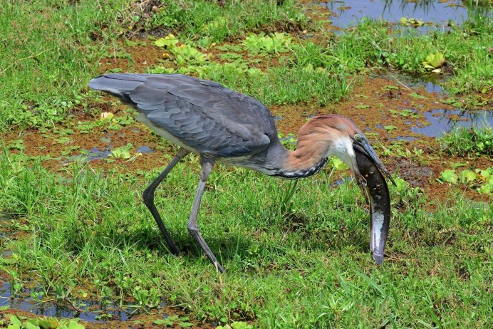 Исполинская цапля-Голиаф