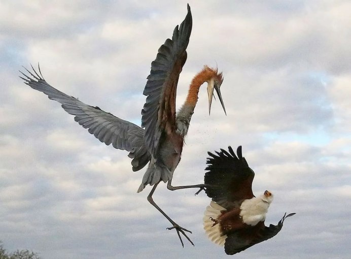 Цапля Голиаф против орла