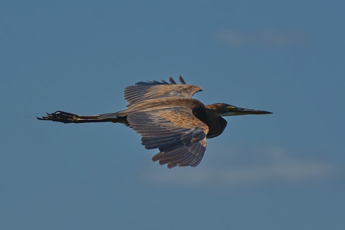 Цапля Голиаф размер