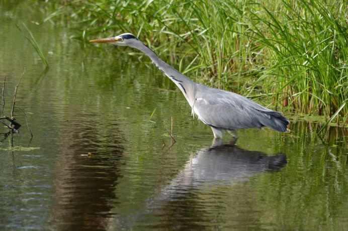 Tri-coloured Heron трёхцветная цапля