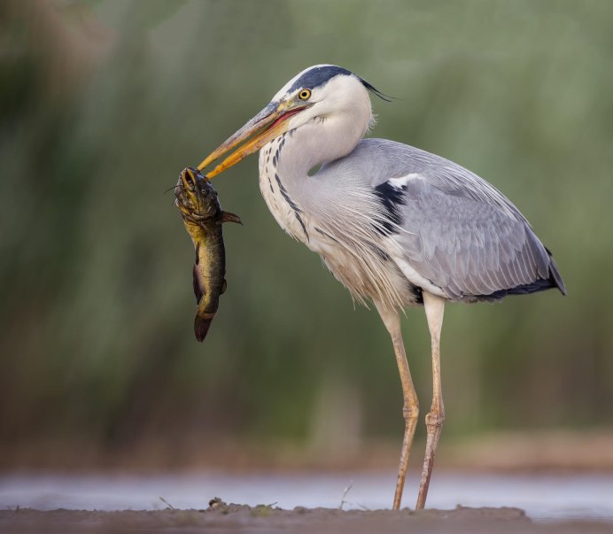 Исполинская цапля