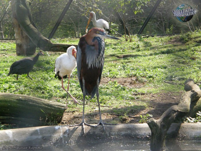 Огненная цапля