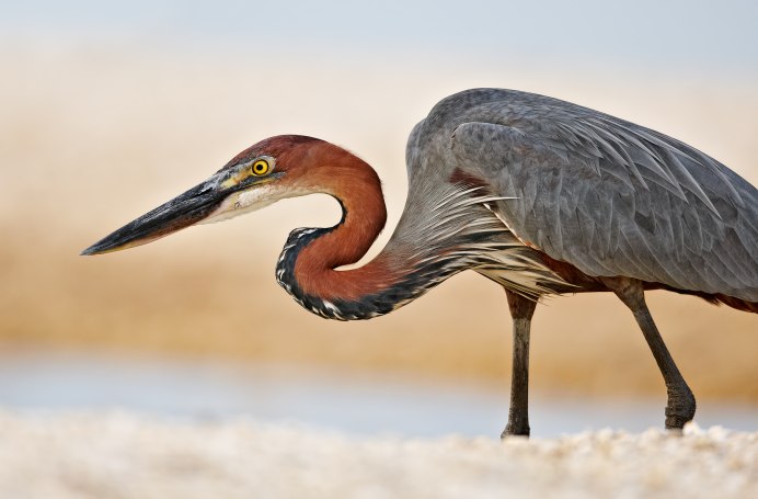 Goliath Heron