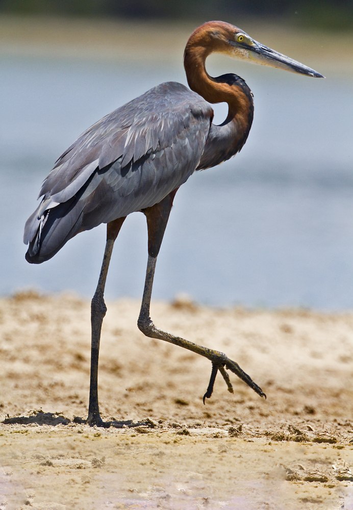 Goliath Heron