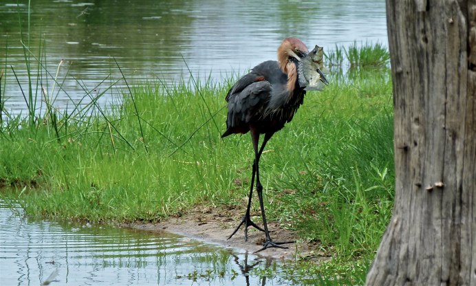 Цапля Голиаф против орла