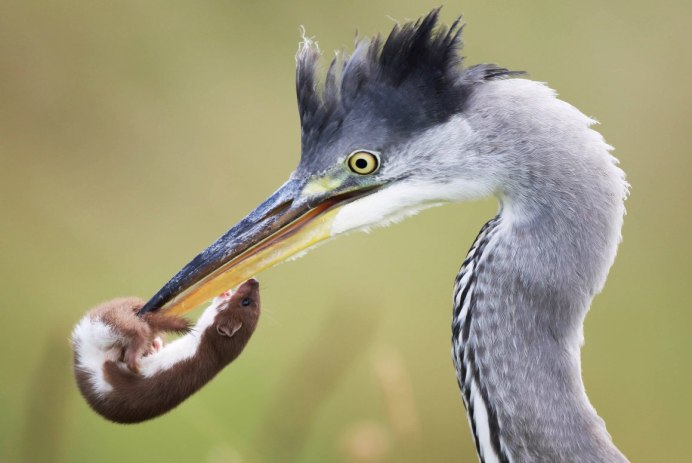 Гигантская птица