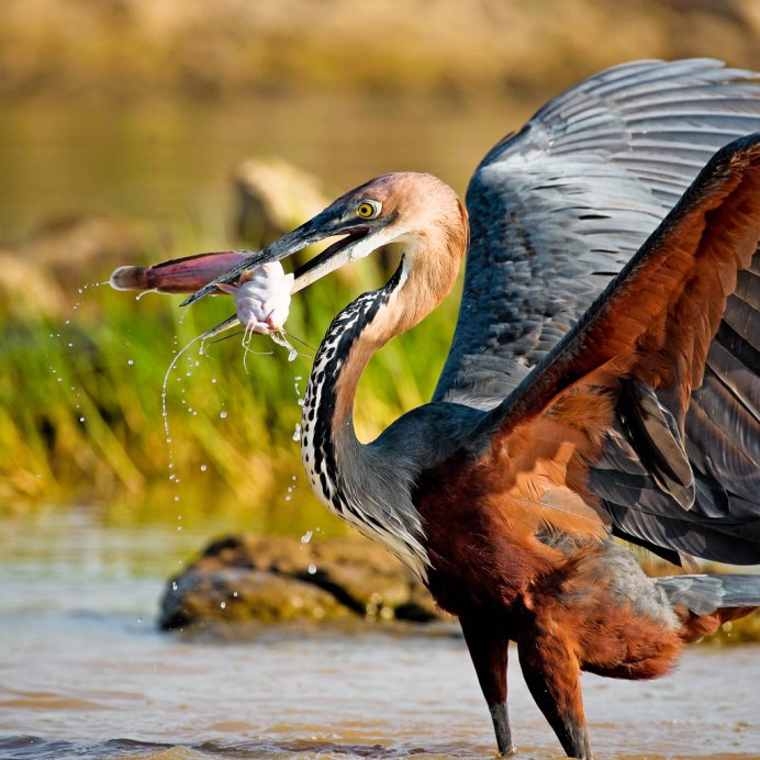 Голиаф птица