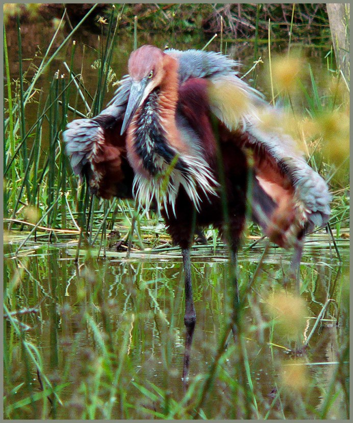 Цапля Голиаф