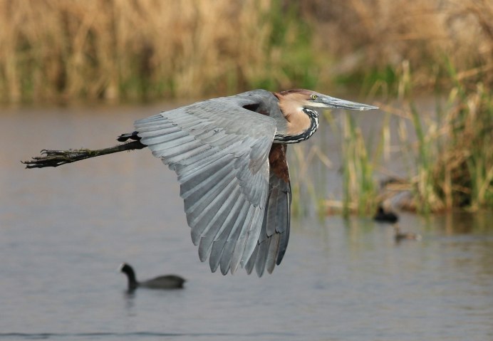 Цапля Голиаф