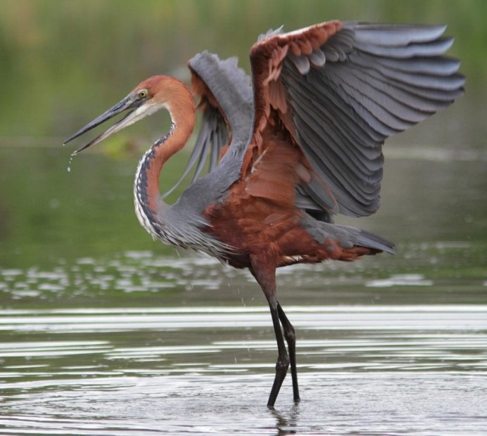 Goliath Heron