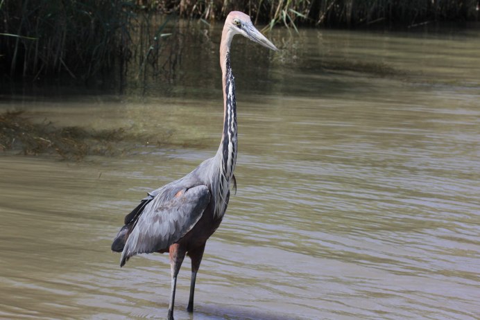 Рыжая цапля Забайкальский край