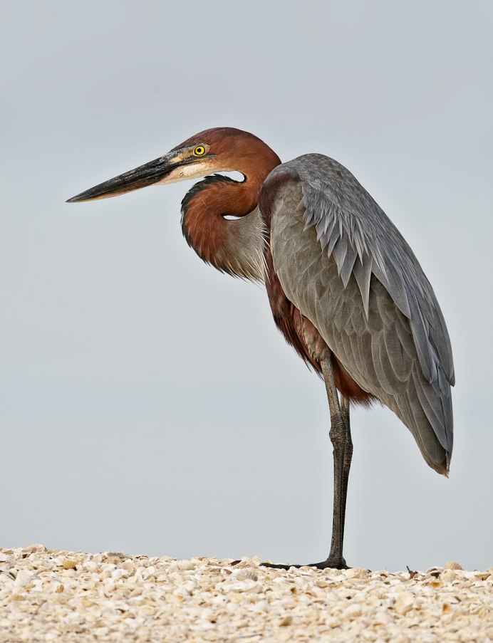 Опасная цапля Голиаф