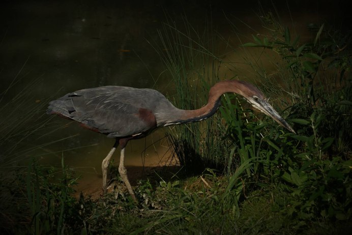 Goliath Heron