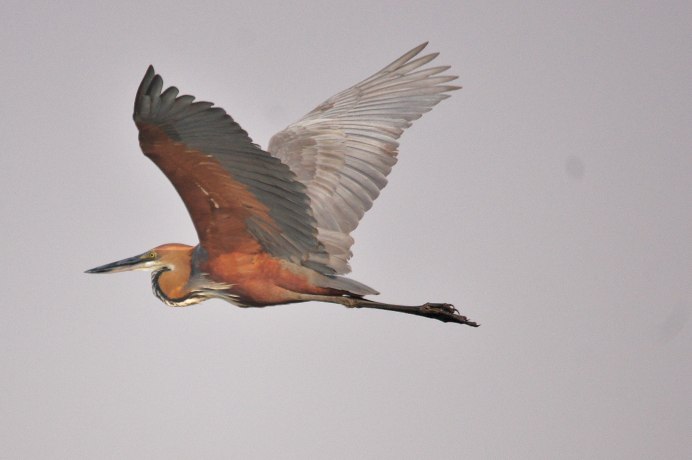 Исполинская цапля-Голиаф