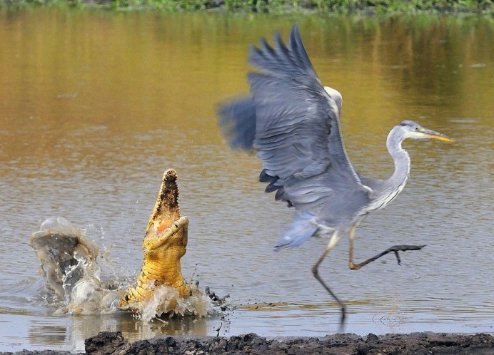 Цапли в Великобритании