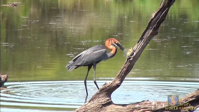 Исполинская цапля