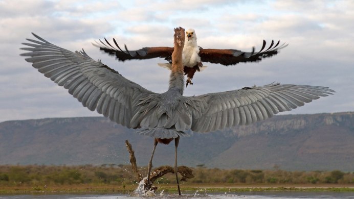 Исполинская цапля