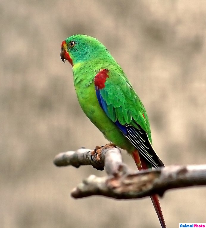 Lathamus discolor