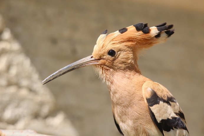 Sturnus roseus