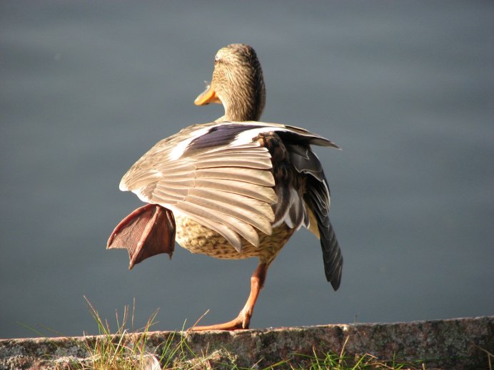 Лапы водоплавающих птиц