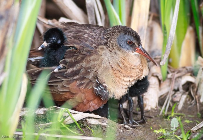 Широконоска птица