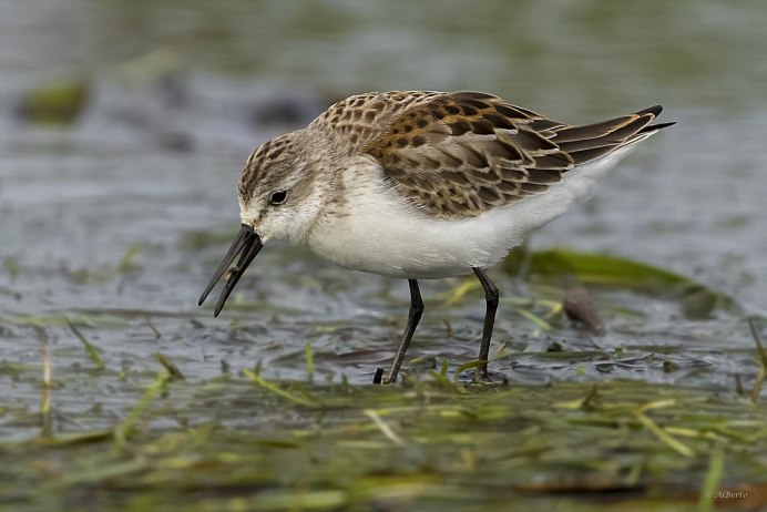 Ходулочниковый песочник
