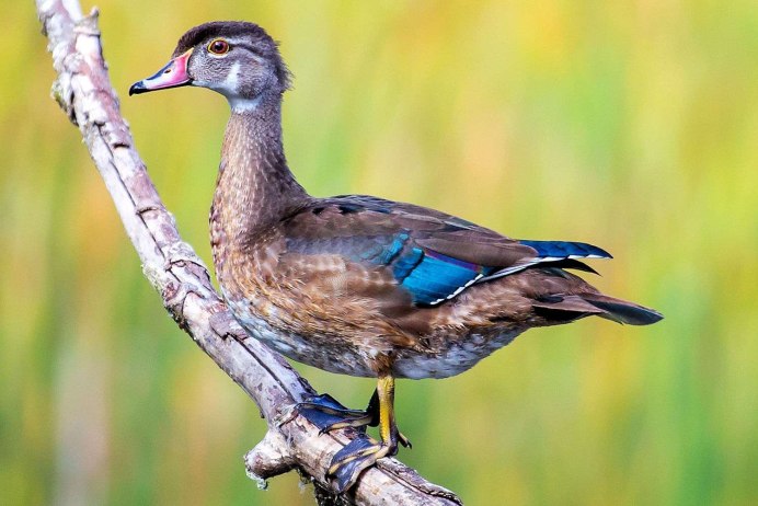 Голуболицая олуша