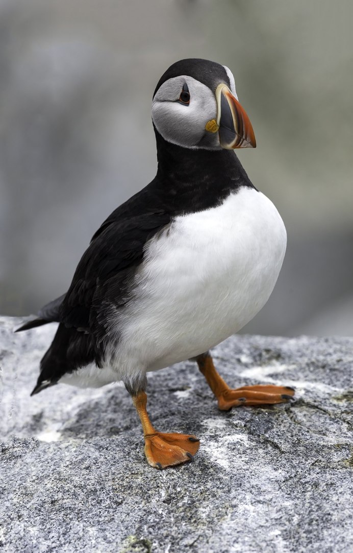 Красный Робин птица