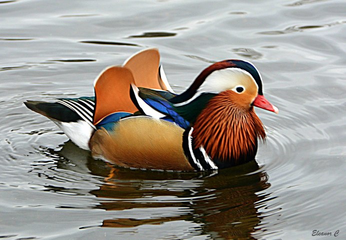 Pato Mariana птица